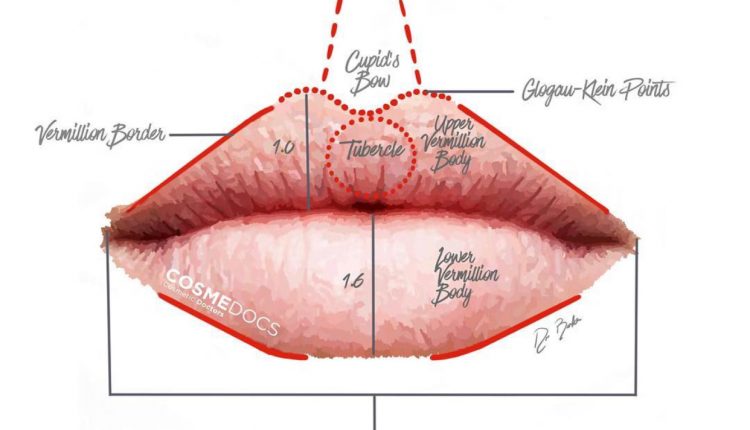 Artistic Anatomy Sketch of Lips by Cosmedocs: Aesthetic Insight