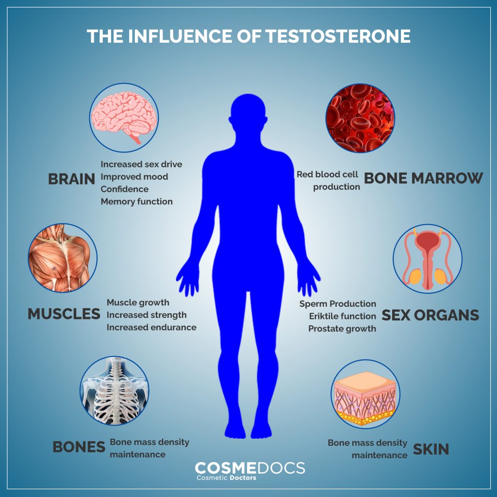 INFLUENCE OF TESTOSTERONE