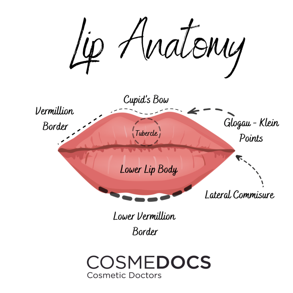 lip-anatomy-for-lip-fillers